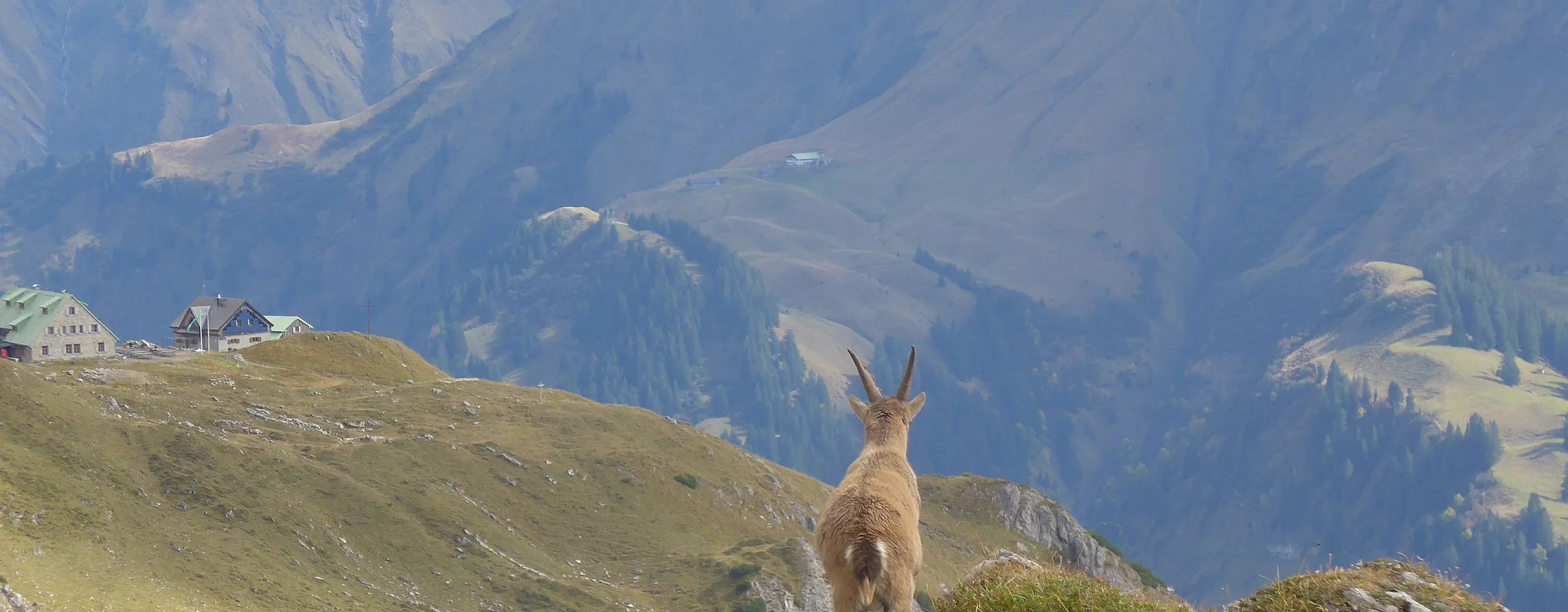 aussicht-geniesst-tier-und-mensch-in-warth-am-arlberg