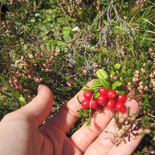 medium-geschmackvolle-beeren-in-warth-am-arlberg