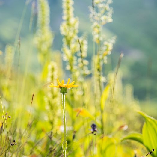 medium-naturjuwel-koerbersee-cwarth-schroecken-tourismus-ratko-medienagentur-ratko