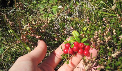 small-geschmackvolle-beeren-in-warth-am-arlberg-1