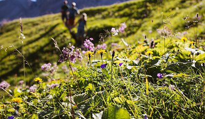 Alpine flowers at Höferspitze peak