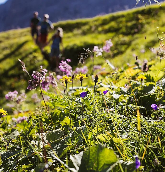 wandern-im-gruenen-zwischen-vielzaehligen-kraeutern-straeuche-und-gewaechse-1-1