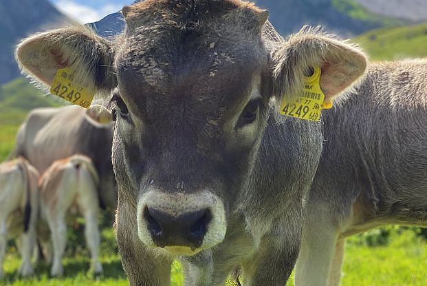 10Walser Bergfrühstück_Wanderhütte_Hochalp_Warth_am_Arlberg