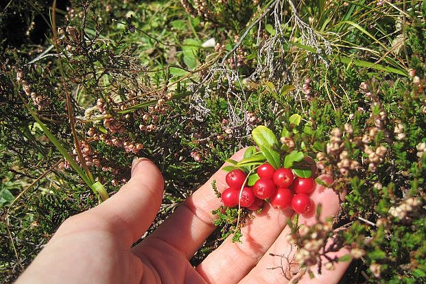 Geschmackvolle Beeren in Warth am Arlberg