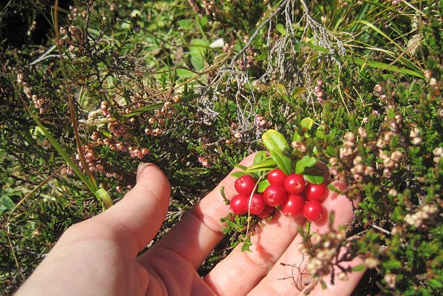 geschmackvolle-beeren-in-warth-am-arlberg