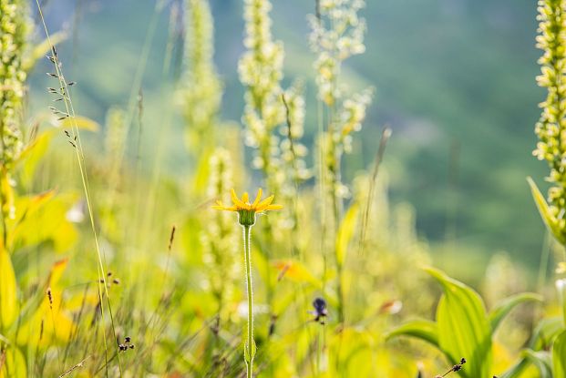 Naturjuwel Körbersee (c)Warth-Schröcken Tourismus_Ratko Medienagentur - ratko