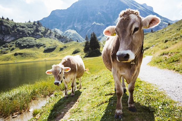 Terische Begleiter beim Wandern in der Natur gesichtet