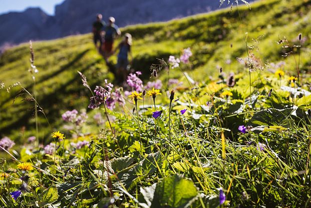 Wandern im Grünen zwischen vielzähligen Kräutern, Sträuche und Gewächse