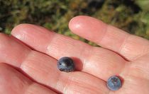 detail-aufnahme-der-beeren-in-der-natur-am-arlberg