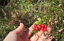 Geschmackvolle Beeren in Warth am Arlberg