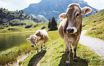 Terische Begleiter beim Wandern in der Natur gesichtet