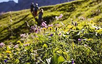 Wandern im Grünen zwischen vielzähligen Kräutern, Sträuche und Gewächse