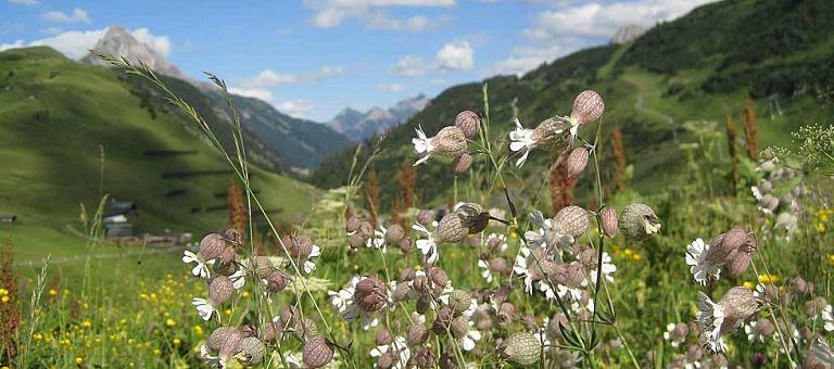 Bergsommer am Arlberg im Hotel Jägeralpe