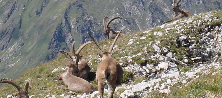 Bergsommer am Arlberg im Hotel Jägeralpe